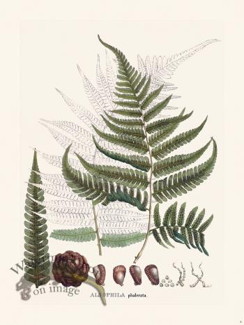 Ferns of Brazil 03